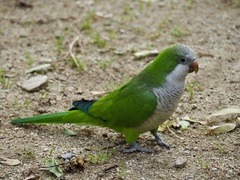Myiopsitta monachus