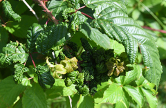 Phylloplecta tripunctata