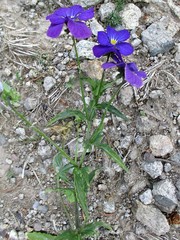Viola dacica