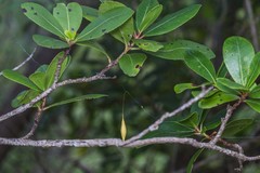 Cyrtarachne ixoides