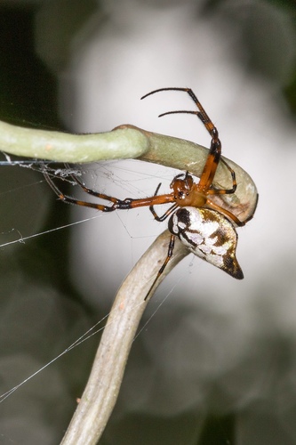 Blackspot Vlei Spider