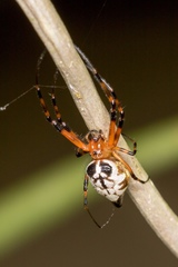 Leucauge medjensis