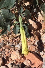 Datura stramonium