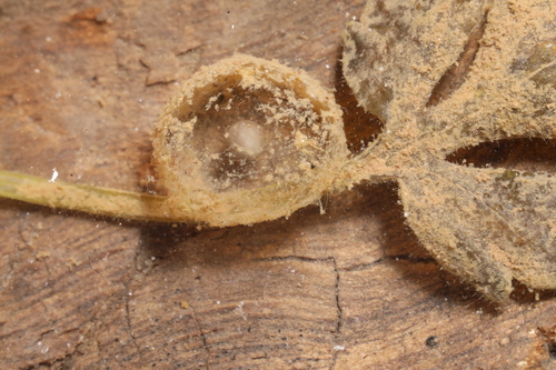 Small-mouthed Salamander