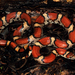 Eastern Milksnake - Photo (c) Travis W. Reeder, some rights reserved (CC BY-NC), uploaded by Travis W. Reeder