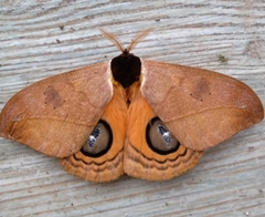 Automeris abdominalis