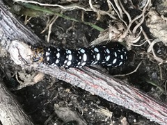Xanthopastis moctezuma