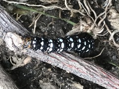Xanthopastis moctezuma