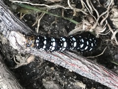 Xanthopastis moctezuma