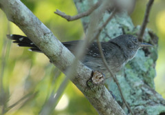 Cercomacra melanaria