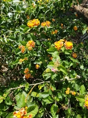 Lantana camara image