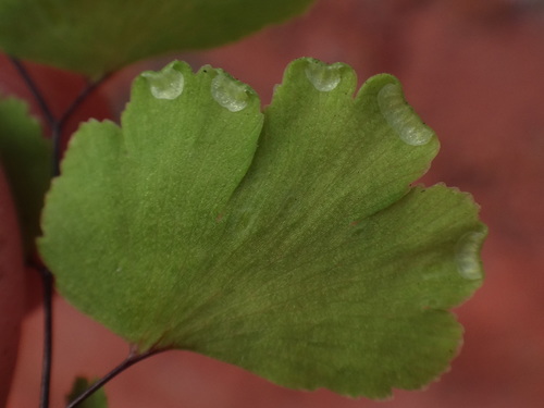 Adiantum capillus-veneris image