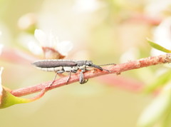 Rhinotia sparsa
