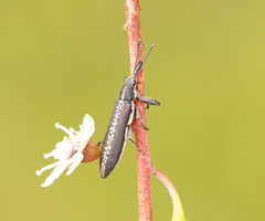 Rhinotia sparsa