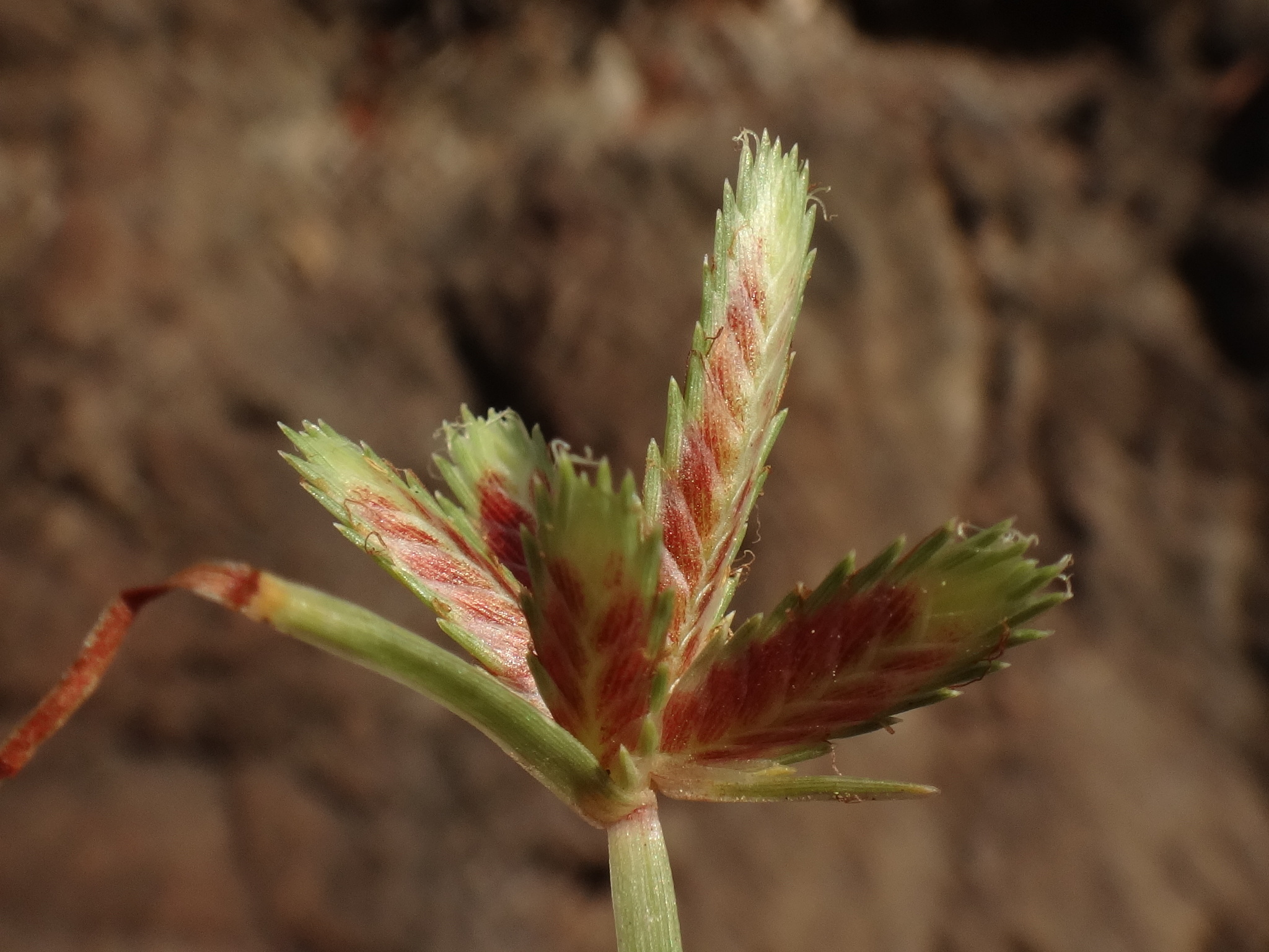 (c) Christian Berg, certains droits réservés (CC BY) https://www.inaturalist.org/observations/103981883