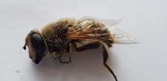 Eristalis tenax