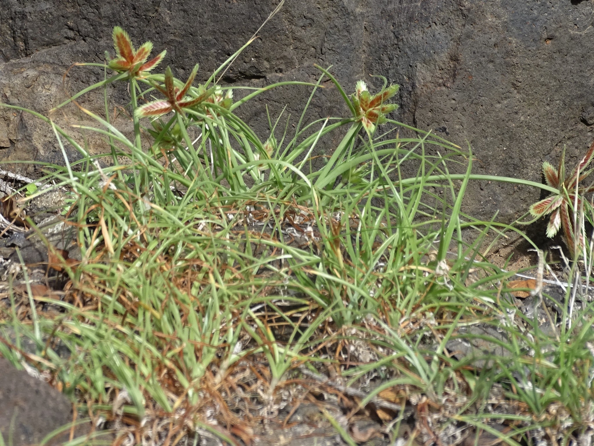 (c) Christian Berg, certains droits réservés (CC BY) https://www.inaturalist.org/observations/103981883