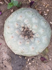 Lophophora