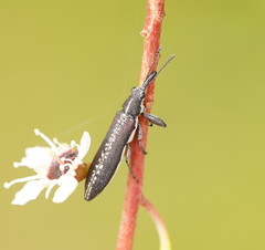 Rhinotia sparsa