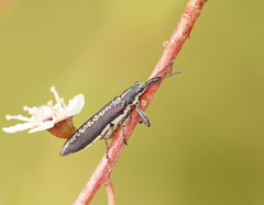 Rhinotia sparsa