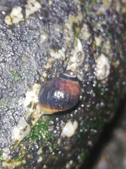Littorina saxatilis