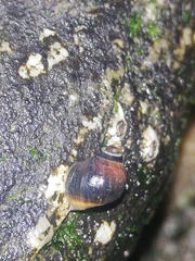 Littorina saxatilis