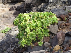 Aeonium lindleyi image