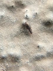 Cartodere constricta