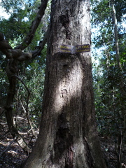 Heritiera trifoliolata