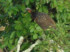 Penelope ochrogaster