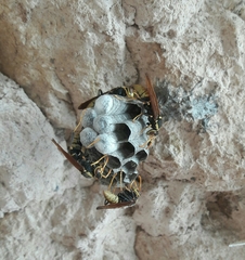 Polistes xanthogaster