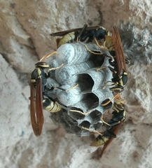 Polistes xanthogaster