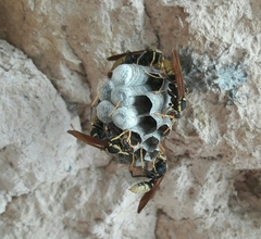 Polistes xanthogaster