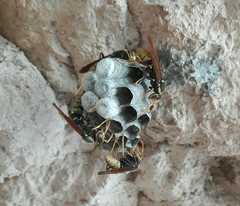 Polistes xanthogaster