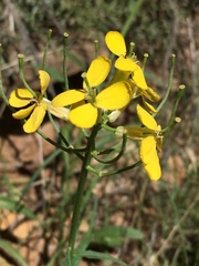 Erysimum asperum