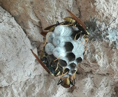 Polistes xanthogaster