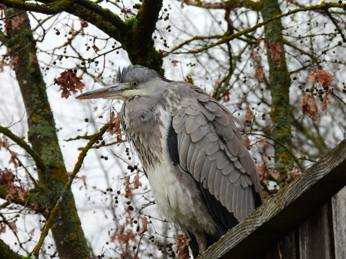 Garza real (Ardea cinerea)