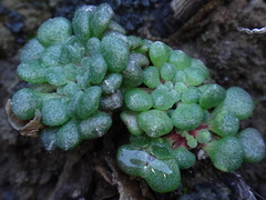 Monanthes brachycaulos image