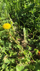 Taraxacum officinale
