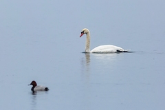 Cygnus olor