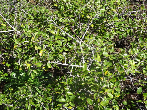 Image of Rhamnus crenulata by (c) Christian Berg, some rights reserved (CC BY)