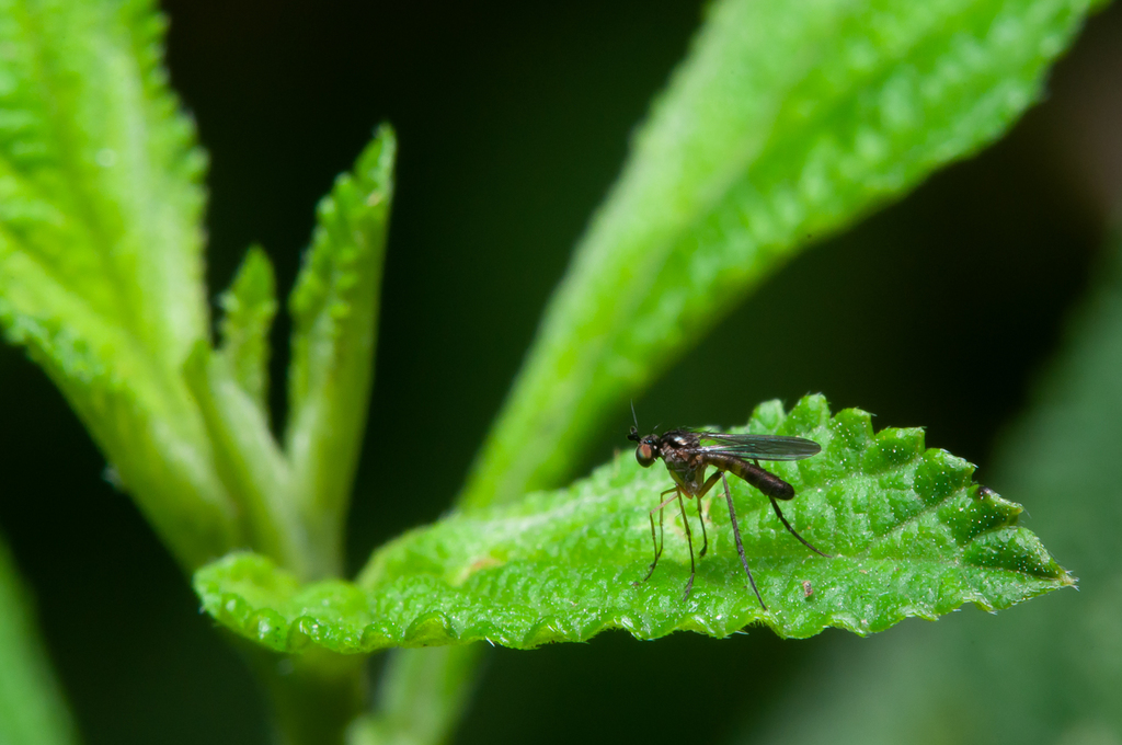 Calyxochaetus furcatus