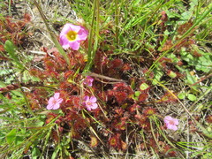 Drosera collinsiae