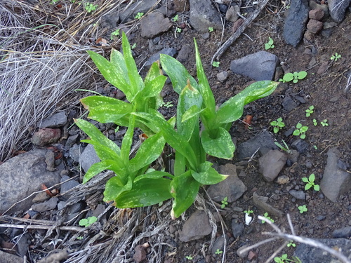 Drimia hesperia