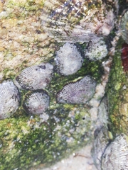 Siphonaria pectinata