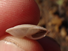Canariella planaria
