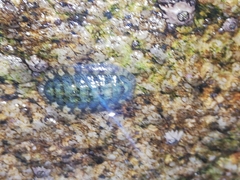 Lepidochitona cinerea