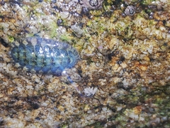 Lepidochitona cinerea