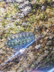 Lepidochitona cinerea