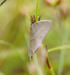 Adeixis inostentata